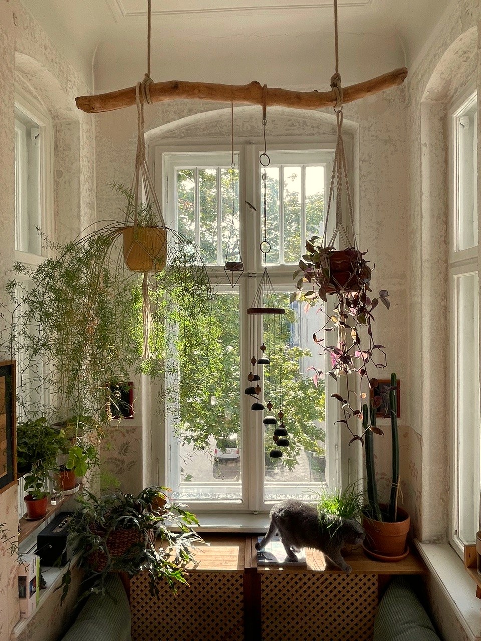 Hängepflanzen am Fenster mit Treibholz als Blumenampel