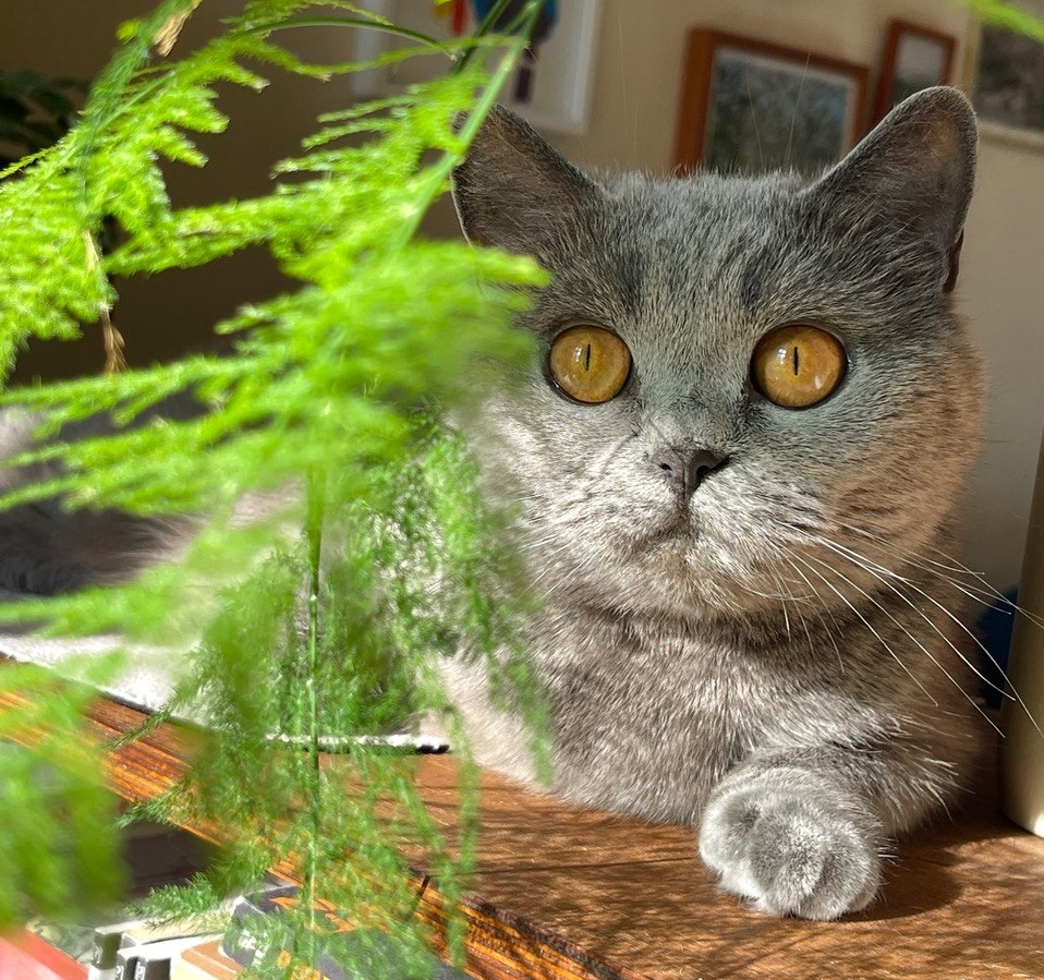 Katze sitzt auf einem Regal neben einer Pflanze