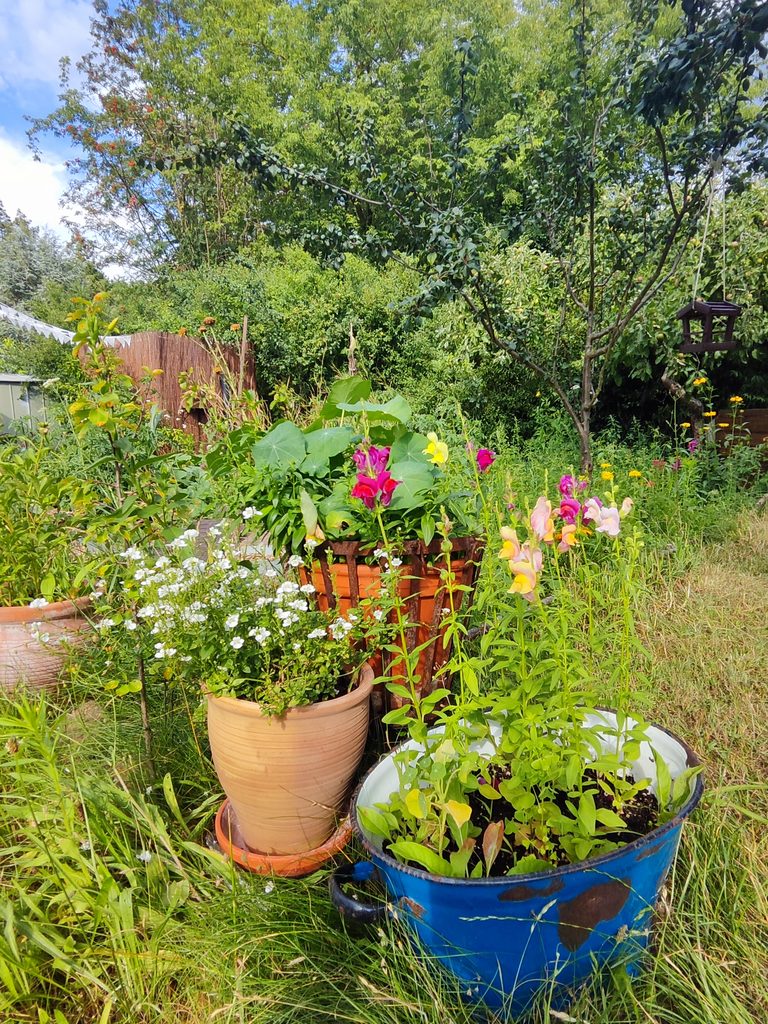 Löwenmäulchen und Polsterblumen im Kleingarten – Impression zur Gartentagebuch Vorlage