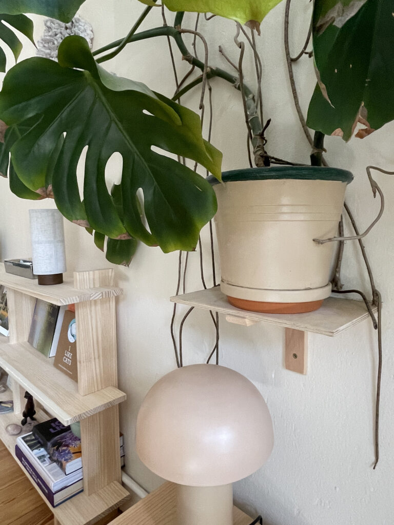 Große Zimmerpflanze Monstera mit Seilen an der Wand befestigt für mehr Halt