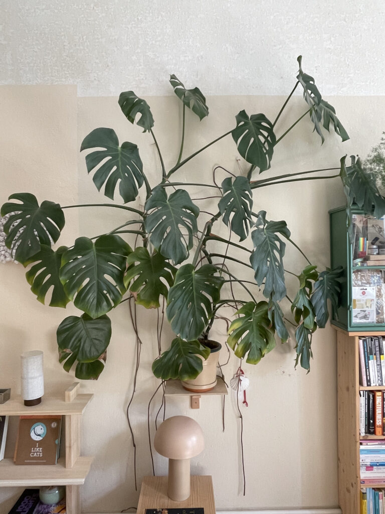 Große Zimmerpflanze Monstera erhöht auf Wandregal platziert