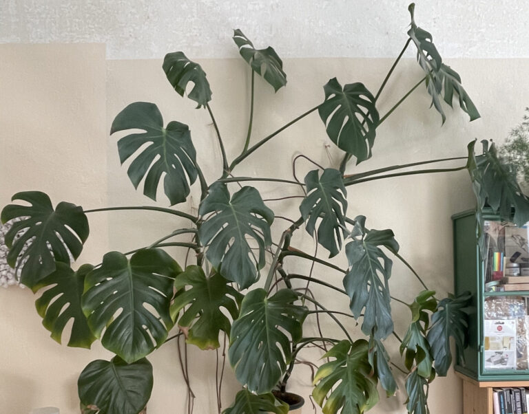 Große Zimmerpflanze Monstera erhöht auf Wandregal platziert
