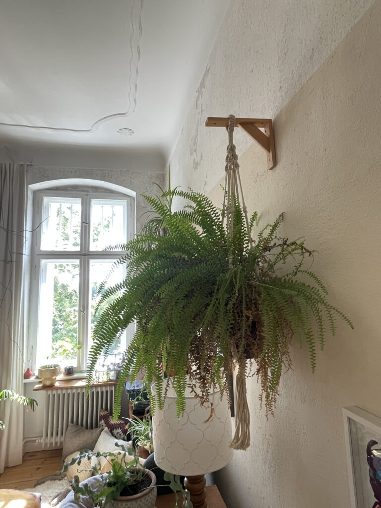 Hängepflanze Farn in Makramee-Blumenampel an Holzwinkel befestigt, ohne Deckenhaken